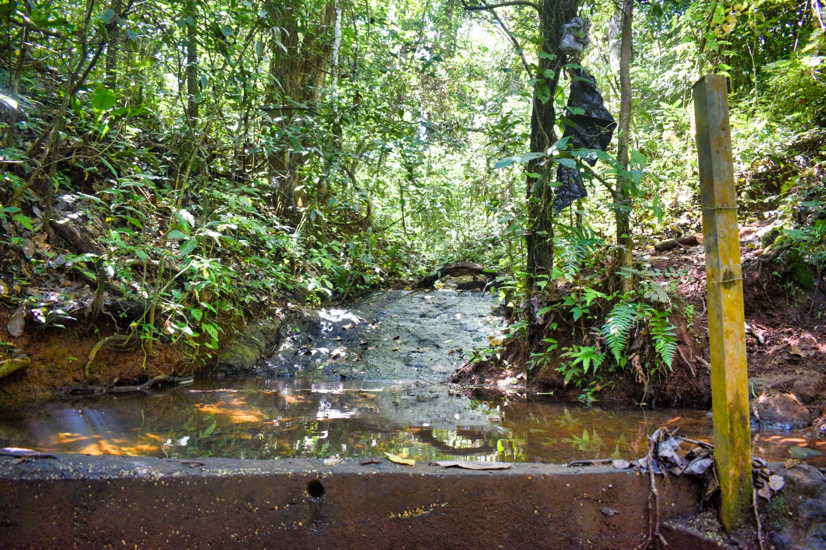 Natural spring flowing through shaded tropical vegetation at Finca Monte Romo